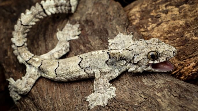 A new species of Gecko 2023 best science pictures havi.co
