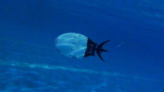 robotic fish