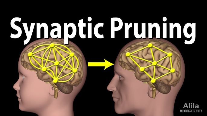 synaptic pruning
